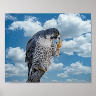 10x8 Peregrine Falcon langs de Hudson rivier Poster