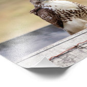 10x8-portret van een onvolgroeide Rode Hawk met ee Foto Afdruk (Hoek)