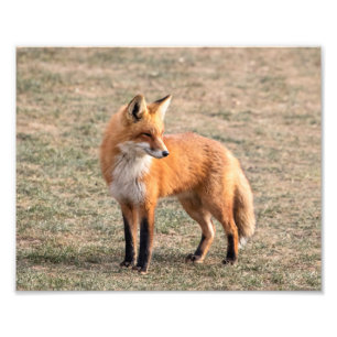 10x8 Red Fox in een veld Foto Afdruk