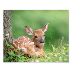 10x8 Schattige Fawn leg onder een boom Foto Afdruk