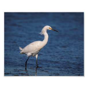 10x8 Snowy Egret op Noordstrand Foto Afdruk