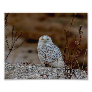 10x8 Snowy owl op een rots Foto Afdruk