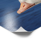 10x8 Witte Canadese gans Foto Afdruk (Hoek)