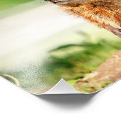 10x8 Young Groundhog Foto Afdruk (Hoek)