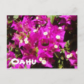 110 Oahu Briefkaart (Voorkant)