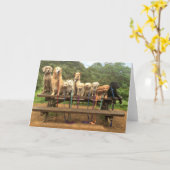 11 chiots dans une rangée "indiquent la carte de (Fleur jaune)