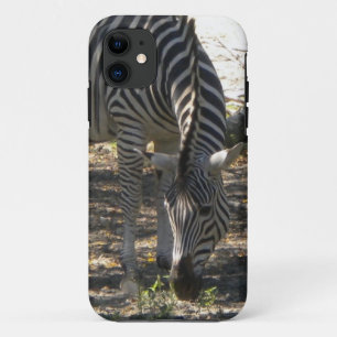 11 Grazing Zebra iPhone 5 coque