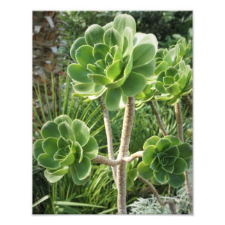 11"x14" Aeonium Foto Afdruk