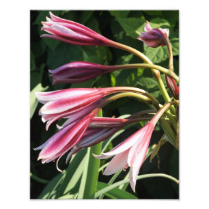 11"x14" Crinum Lily Foto Afdruk