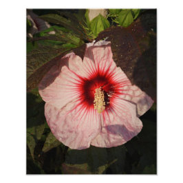 11"x14" Hardy Hibiscus Foto Afdruk