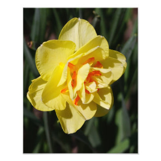 11"x14" narcis foto afdruk