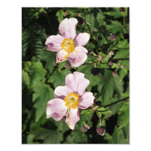 11 "x14" roze anemonen foto afdruk