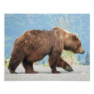 11 x 14 inch foto van grizzly beer foto afdruk