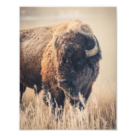 11 x 14 Print - Frosty Morning Foto Afdruk (Voorkant)