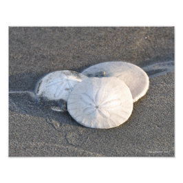 11x14 A Trio van zanddollars Foto Afdruk