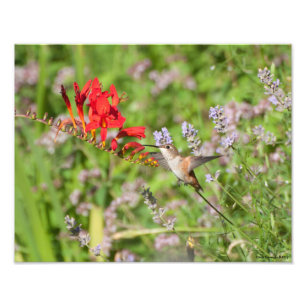 11X14 Hummingbird Lovers Delight Foto Afdruk
