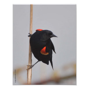11X14 Male Rode Winged Blackbird Foto Afdruk
