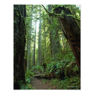 11X14 Old Growth Forest in Twanoh State Park, WA Foto Afdruk