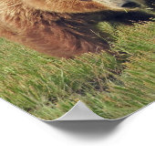 11x14 Poster Paper (Matte) de grizzli (Coin)