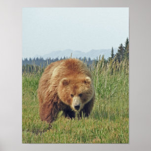 11x14 Poster Paper (Matte) de grizzli