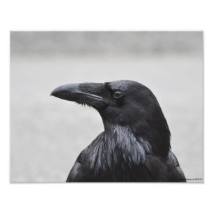 11X14 Raven de schitterende! Foto Afdruk
