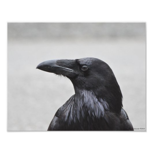 11X14 Raven de schitterende! Foto Afdruk (Voorkant)