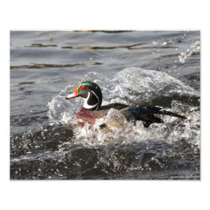 11X14 Wood Duck Male Foto Afdruk