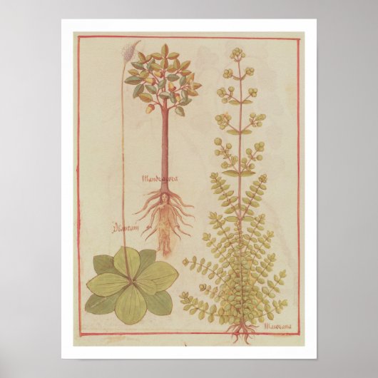 12322 f.180v Plantain, marjoram en mandrake, f Poster (Voorkant)