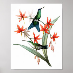 12 Antiek vogelafdrukken. Poster