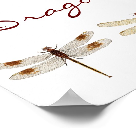 12 Dragonfly-soorten Poster (Hoek)