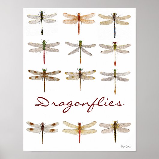 12 Dragonfly-soorten Poster (Voorkant)