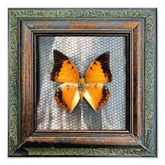 12 inch x 12 inch Black-Bordered Charaxes Butterfl Foto Afdruk