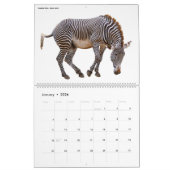 12 maanden kalender diverse geïsoleerde dieren (Jan 2026)