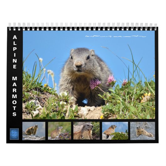 12-maandenkalender van de alpiene marmots kalender (Hoes)