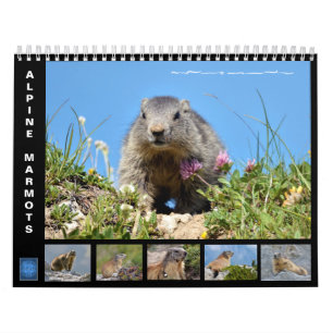 12-maandenkalender van de alpiene marmots kalender