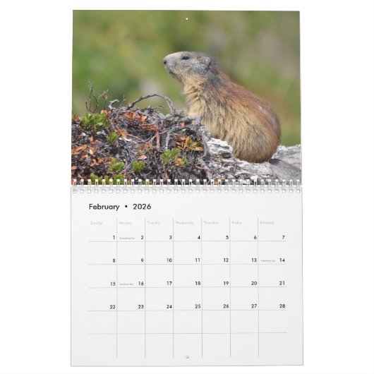 12 mois calendrier des marmottes alpines (Feb 2026)