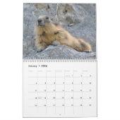 12 mois calendrier des marmottes alpines (Jan 2026)
