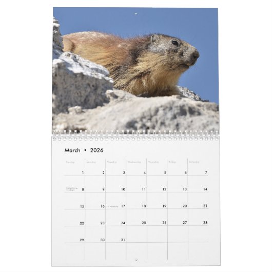 12 mois calendrier des marmottes alpines (Mar 2026)