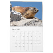 12 mois calendrier des marmottes alpines (Mar 2026)