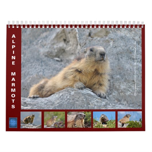 12 mois calendrier des marmottes alpines (Protection)