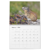 12 mois calendrier des marmottes alpines (Feb 2026)