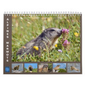 12 mois calendrier des marmottes alpines 2025 (Protection)