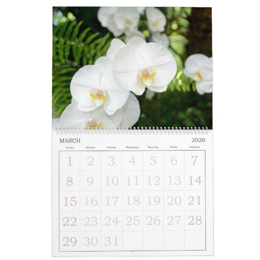 12 mois Calendrier des orchidées (Mar 2026)