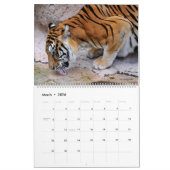 12 mois calendrier Felines (Mar 2026)