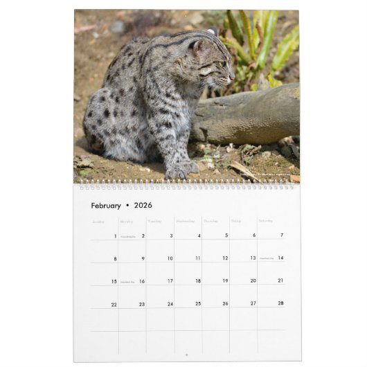 12 mois calendrier Felines (Feb 2026)