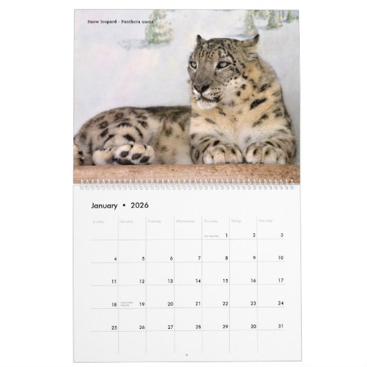 12 mois calendrier Felines (Jan 2026)
