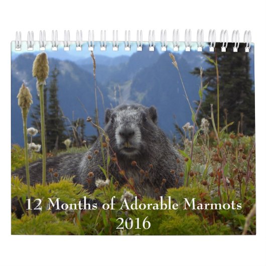 12 mois de marmottes adorables 2016 Calendrier (Protection)