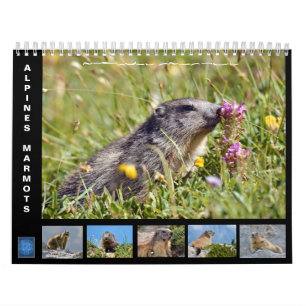 12 month calendar of Alpine marmots 2025 Kalender