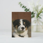 12 weken oud randkraampje van Collie Briefkaart (Staand voorkant)