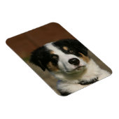 12 weken oud randkraampje van Collie Magneet (Rechterzijde)